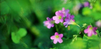 调剂|2020高考志愿填报，专业调剂到底填“服从”还是“不服从”？