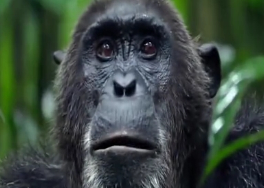 成语什么猿猴_猿猴长什么样子照片