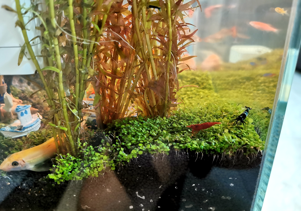 监测|哪种鱼缸更适合养鱼？画法几何AI智能鱼缸，水质监测还能自动喂食