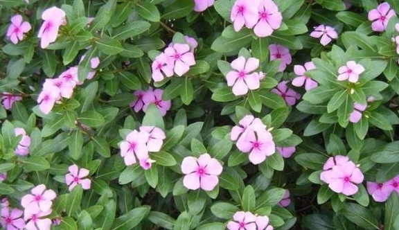 新手怎么养花好打理 c6b11e0aea564df68a4ddf25b84ee158.jpeg