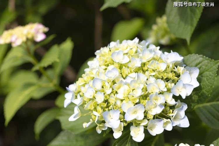 8月開始財富臨門，喜鵲叫喳喳，貴人入運，不愁沒錢花的四大生肖 星座 第3張