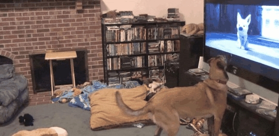 狗为啥会看电视 8642f730c9a2418684a513a98500c462.jpeg