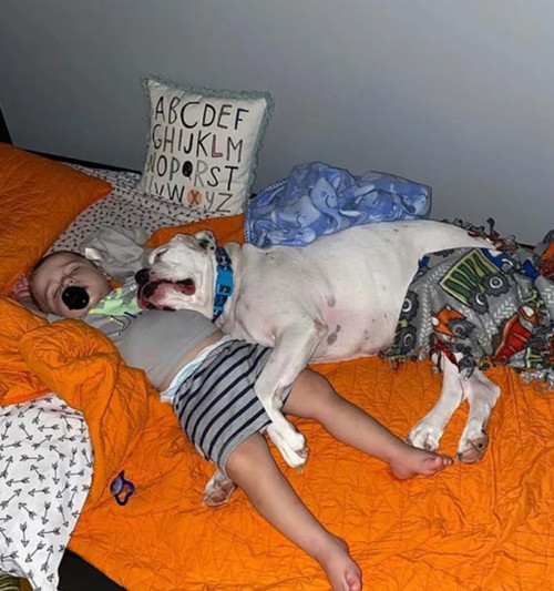 原创宝宝半夜从床上翻下来，以为他要去找妈妈，结果：还是狗窝最舒服