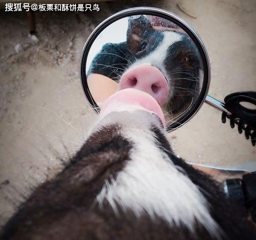 嗅觉排名_十大嗅觉猎犬排名(2)
