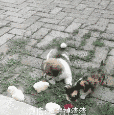 从喵宝与汪宝身上就能看得出