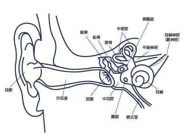 感统必知七大感觉与神经系统下触觉前庭觉本体觉