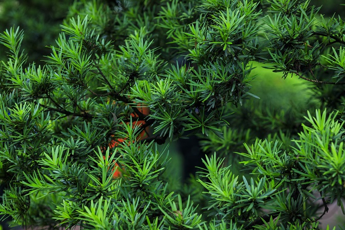 松叶 松叶为松科植物油松或马尾松,青松,赤松,巴山松,华山松,铁甲松