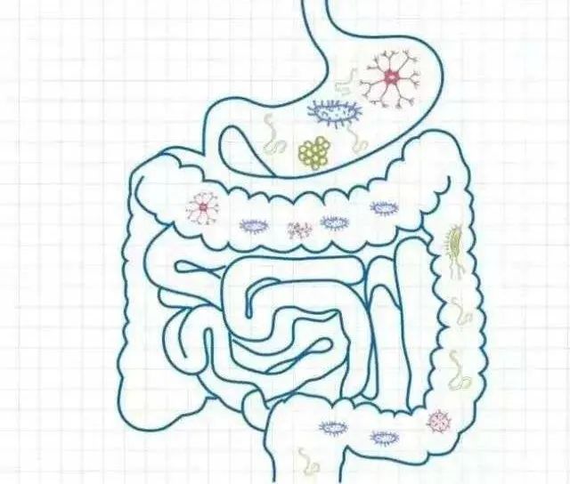 是人体最重要的 消化和吸收器官,摄入体内的营养物质全部要靠肠道吸收