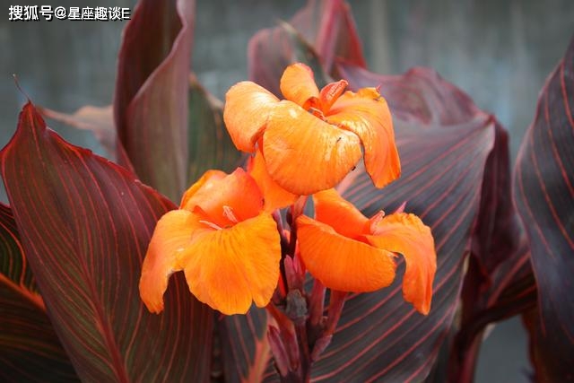 在8月上旬，不畏風雨，勇敢告白，結局圓滿的三大星座 星座 第2張