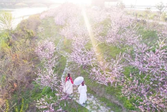 彭山|桃中极品，口口香甜彭山黄桃