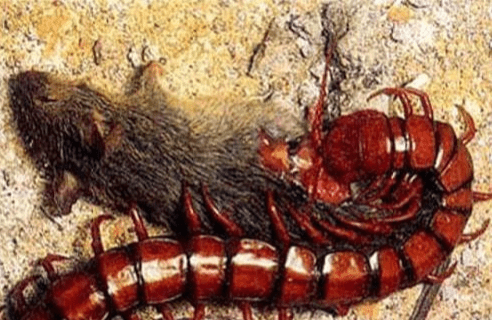 为什么石炭纪会出现身长接近3米的巨型蜈蚣?真是太可怕了?