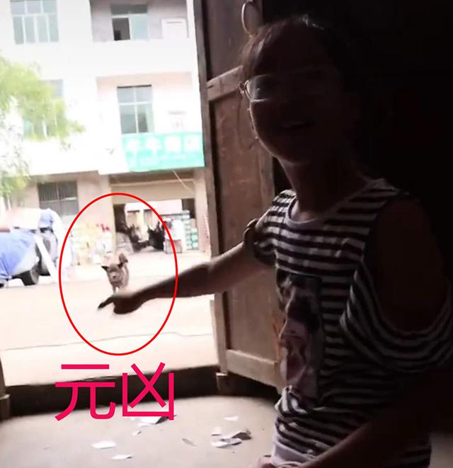 女儿暑假作业被狗子撕碎，“欣喜若狂”的模样让妈妈不淡定，网友笑翻