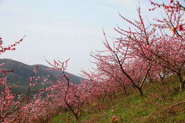 彭山|桃中极品，口口香甜彭山黄桃
