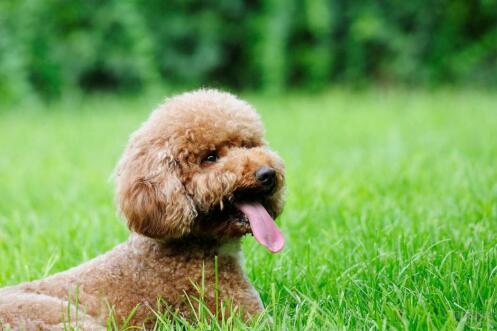 泰迪幼犬一直叫怎么办