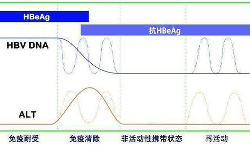 影响|乙肝开发新药关注点，年龄影响表面抗原，清除率和基线低水平挂钩
