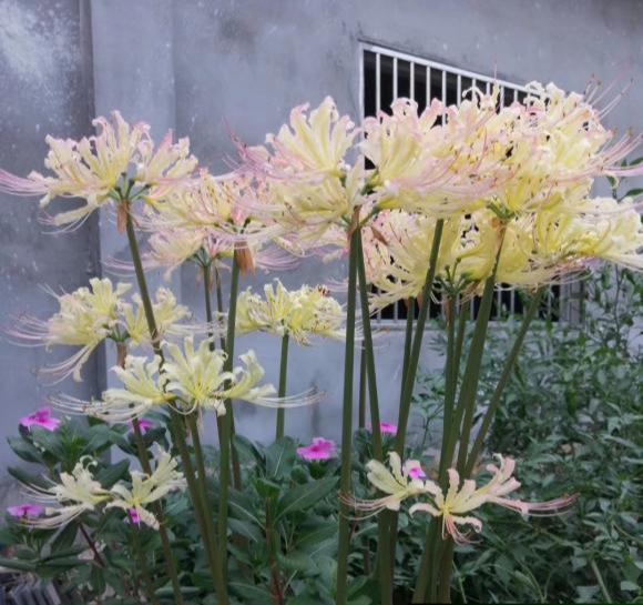 什么"死人花",喜欢的就是它!一挖一大堆,开花美如仙
