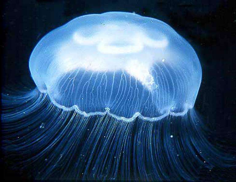 原创它们是海底最靓丽的生物,却身怀剧毒,被誉为"海底透明杀手"