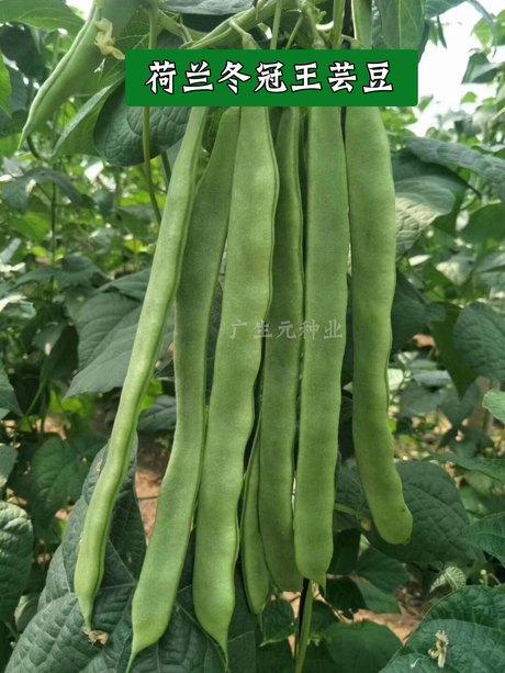 荷兰冬冠王芸豆 高产抗病肉厚顺直芸豆种子_品种