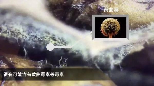 黄曲霉|280℃以上的高温才能杀死！赶紧看看自家有没有……毒性是砒霜的68倍