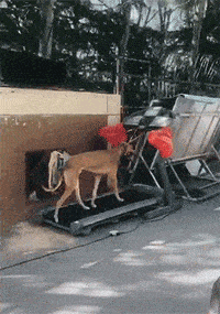 搞笑gif: 流畅连贯,毫无违和感