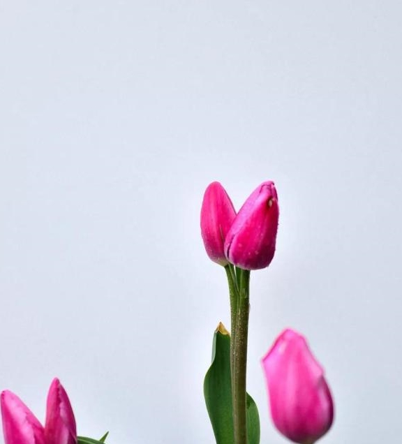 图|老矮哥 并蒂花还有很多种,花花就不一一介绍了,花友们一起欣赏一下