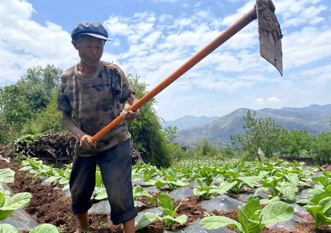 威宁县玉龙镇飞蛾村76岁农民卯照荣有个旅游梦,挣得起