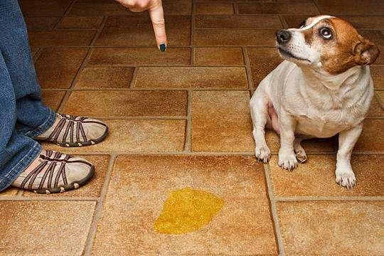 2,尿路感染了 如果狗狗的尿液是非常黄的情况下,甚至尿液有点红色