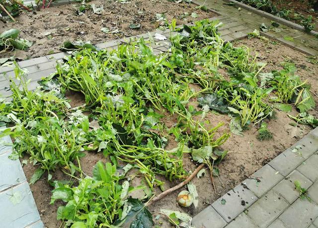 谢霆锋晒照下冰雹把他家菜园子砸塌了，现场一