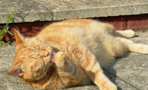 为什么不能指着猫咪 552b12f777dc4e28b091c6aad3e721ab.jpeg
