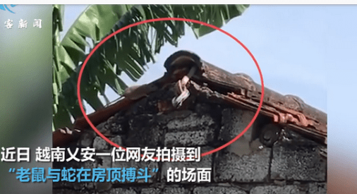 母爱的力量！老鼠为救孩子与蛇在房顶搏斗，飞身扑咬让蛇落荒而逃