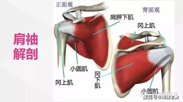 什么病引起肩膀疼痛的症状 891e5b78e9c84bae82504339ea05325e.jpeg