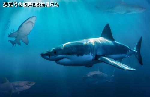 性格和长相严重不相符,神秘海底生物:哥布林鲨可谓鲨鱼中的耻辱