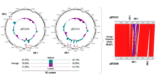 质粒图片 ec764978a1424558ab00f8d4245751ee.png