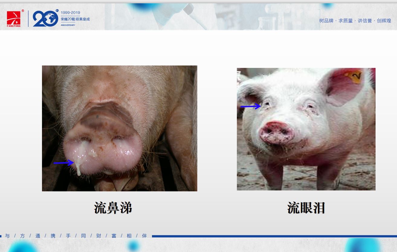 猪流行性感冒是由猪a型流行感冒病毒引起的一种急性高度接触性传染病