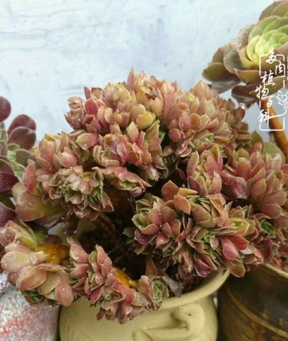 多肉怎么养才能保持颜色 44c6e5d67e1d40c3a1a97323284977cd.jpeg