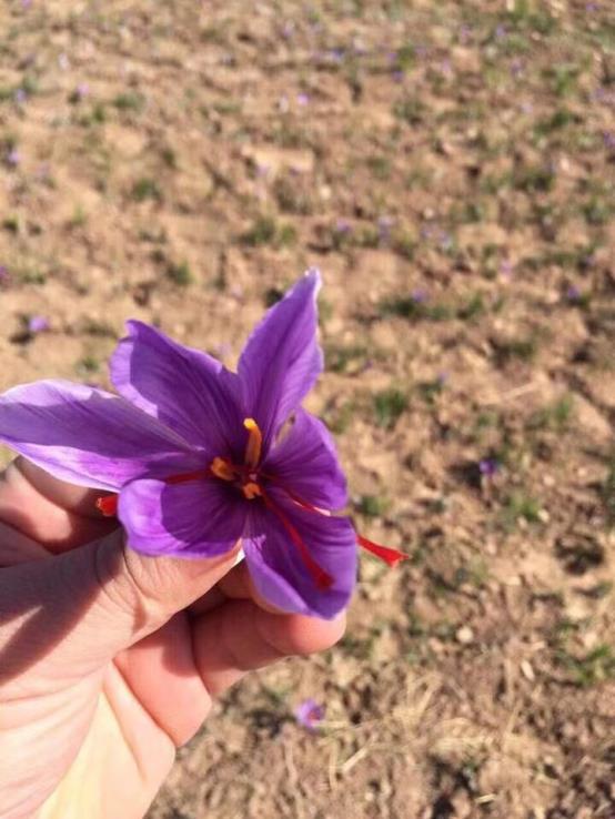 藏红花|赵盈飞：密缇纳为什么能在藏红花行业里脱颖而出成为知名品牌