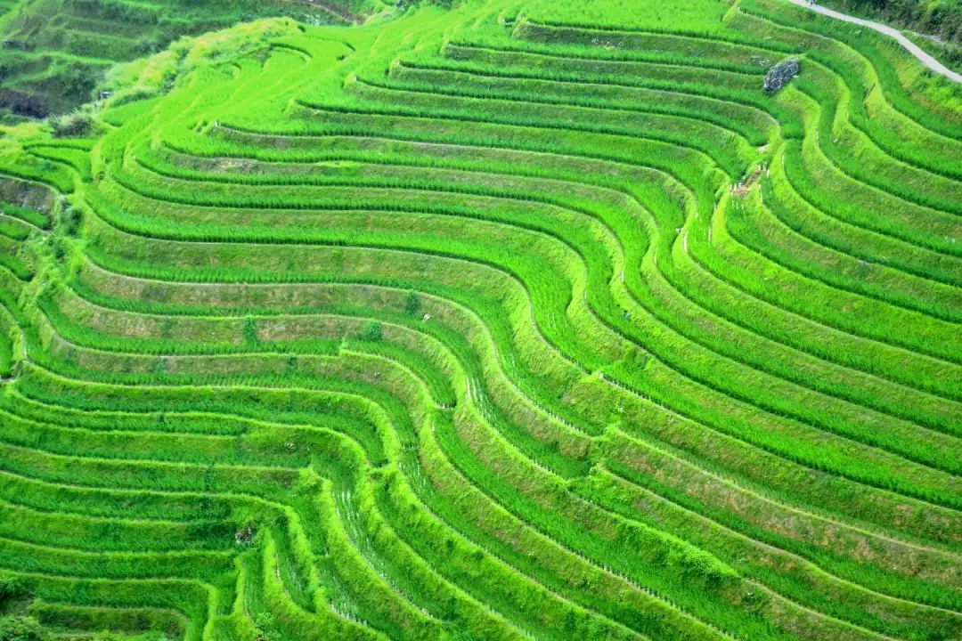 龙脊梯田天然居:夏天我的心在乡下