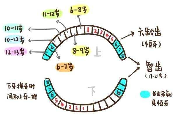 牙齿|应该注意些什么？孩子要换牙了