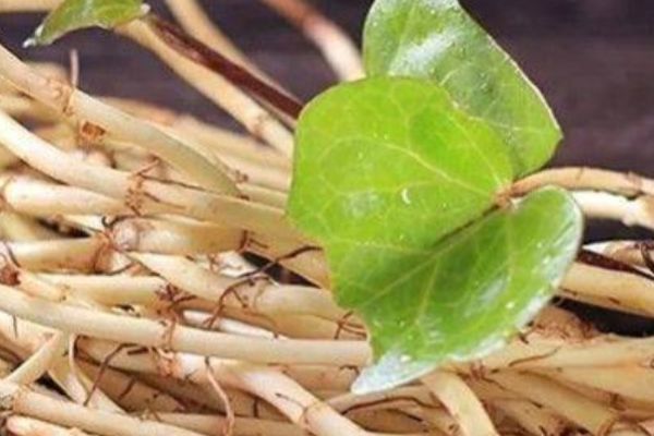 婆婆丁的功效是什么 d38853bd6de14a41975f1cf74506580b.jpeg