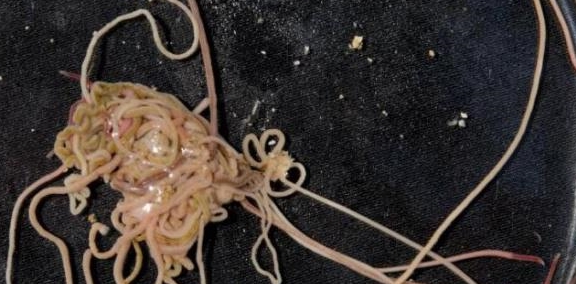 蛇是无性繁衍吗 0ae07ec2487b47689ea59b47e82b468a.jpeg