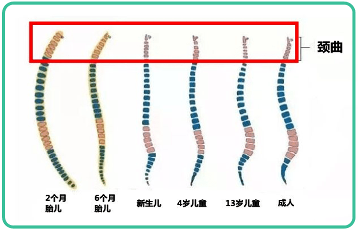 孩子|你可别让孩子用早了孩子多大可以睡枕头