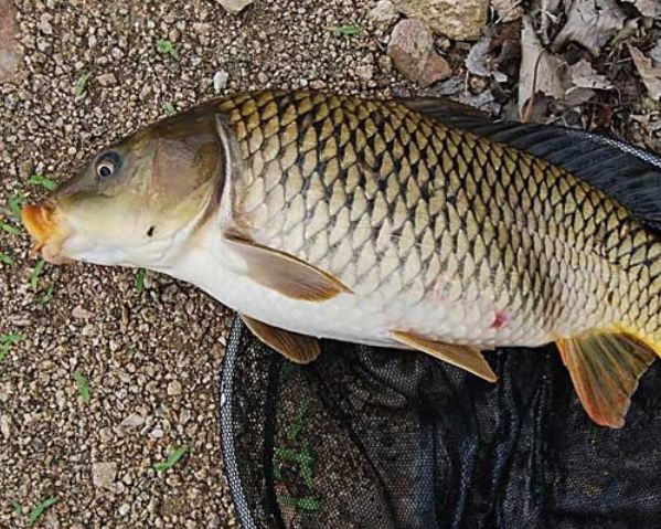 鱼多少钱一条 85093988bbb84b79ae25cfbf427d114c.jpeg