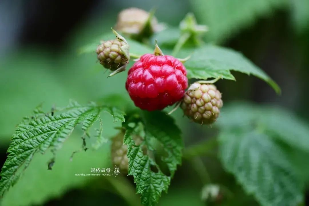 草莓过季了,那就在花园里种几棵美味多汁的树莓吧