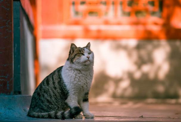 故宫里有近200只猫,为什么旅游时却看不到,原来它们才是这的王