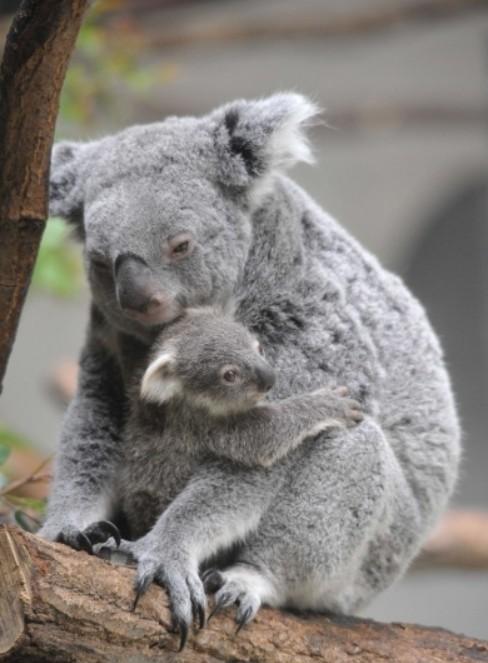 考拉在哪个洲 fbe9eb7d83914ca19759ec310869d4d4.jpeg