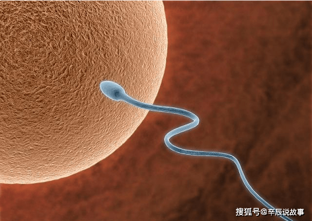 原创精子是如何从阴道进入和卵细胞结合,存活多久?