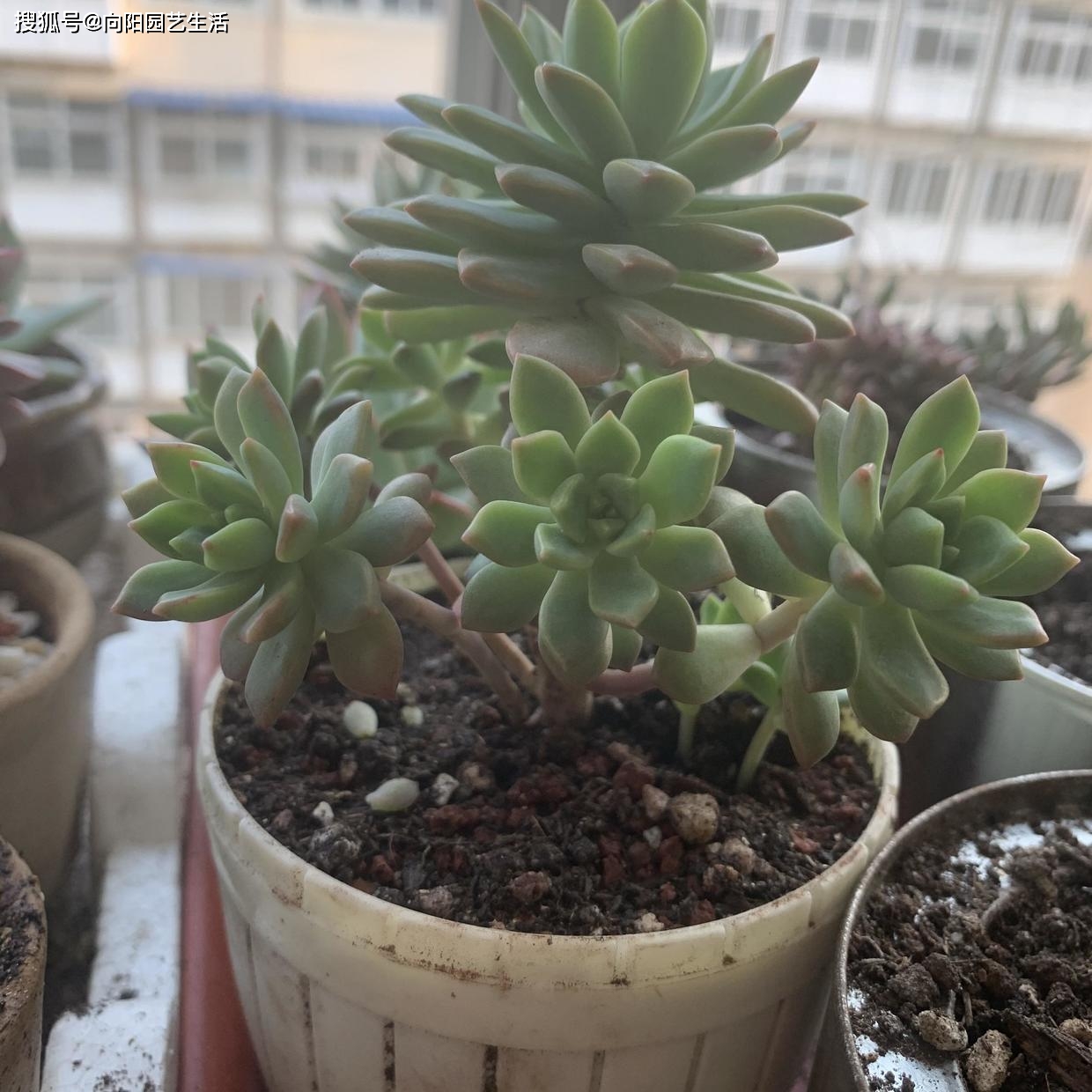 多肉植物能不能进行光合作用 26a1fff709d04438b40614d00908dce2.jpeg