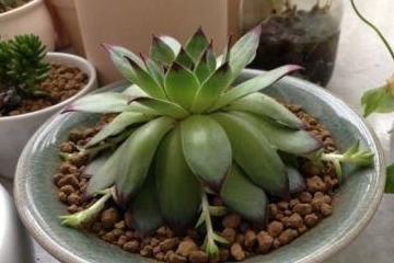 多肉怎么长茎 d13fd622fdf944e28515662cbb89a75c.jpeg