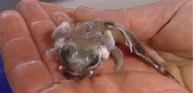 鱼多少度会被烫死 fd7f42f5611b40ad92e3f0f41bd72f10.jpeg