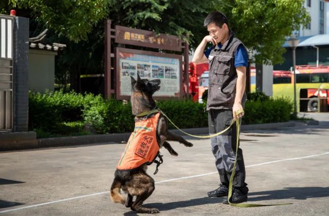 李家陵|它们同样在灾难中拯救生命揭秘丽江消防搜救犬!与消防员一样